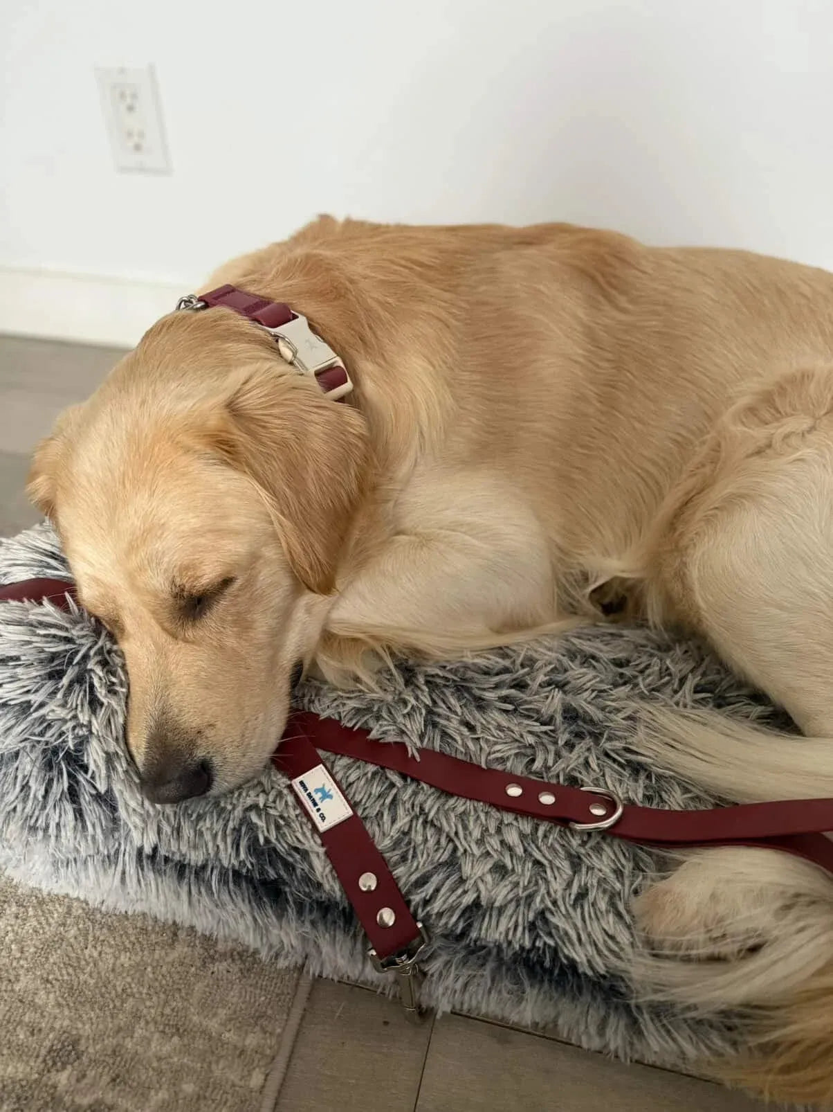 Bordeaux Leash
