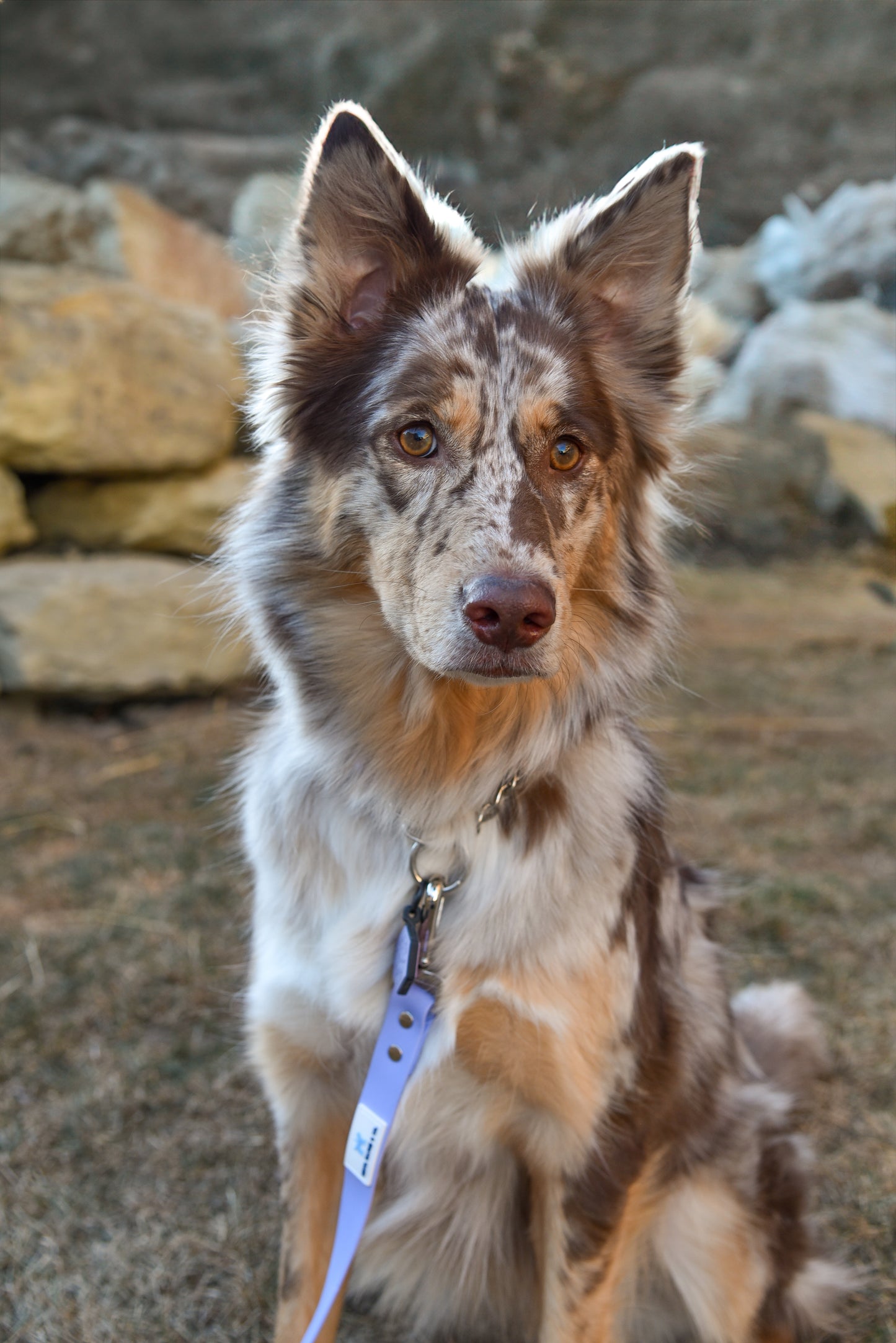 Plum Leash