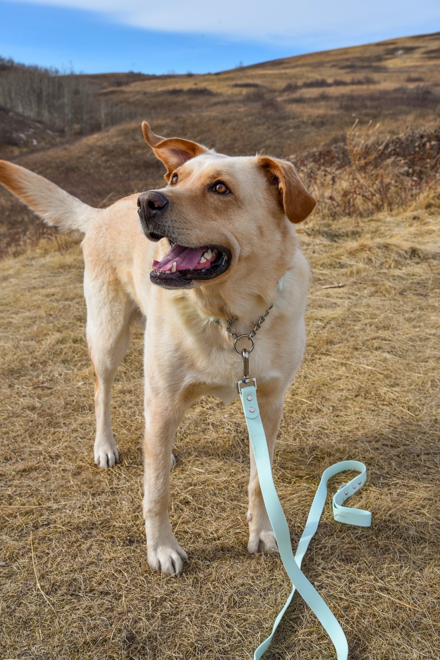Mint Leash