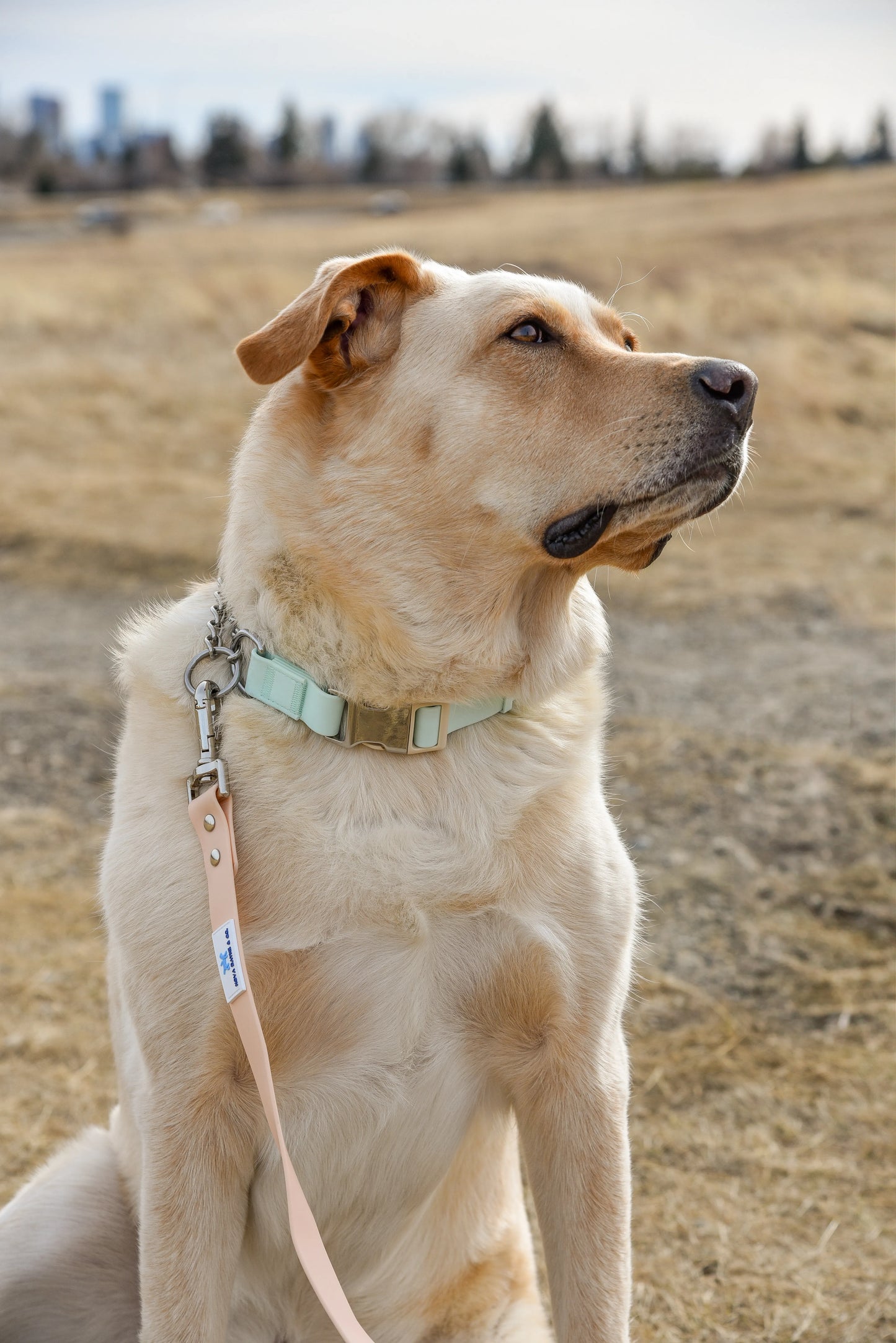 Peach Leash