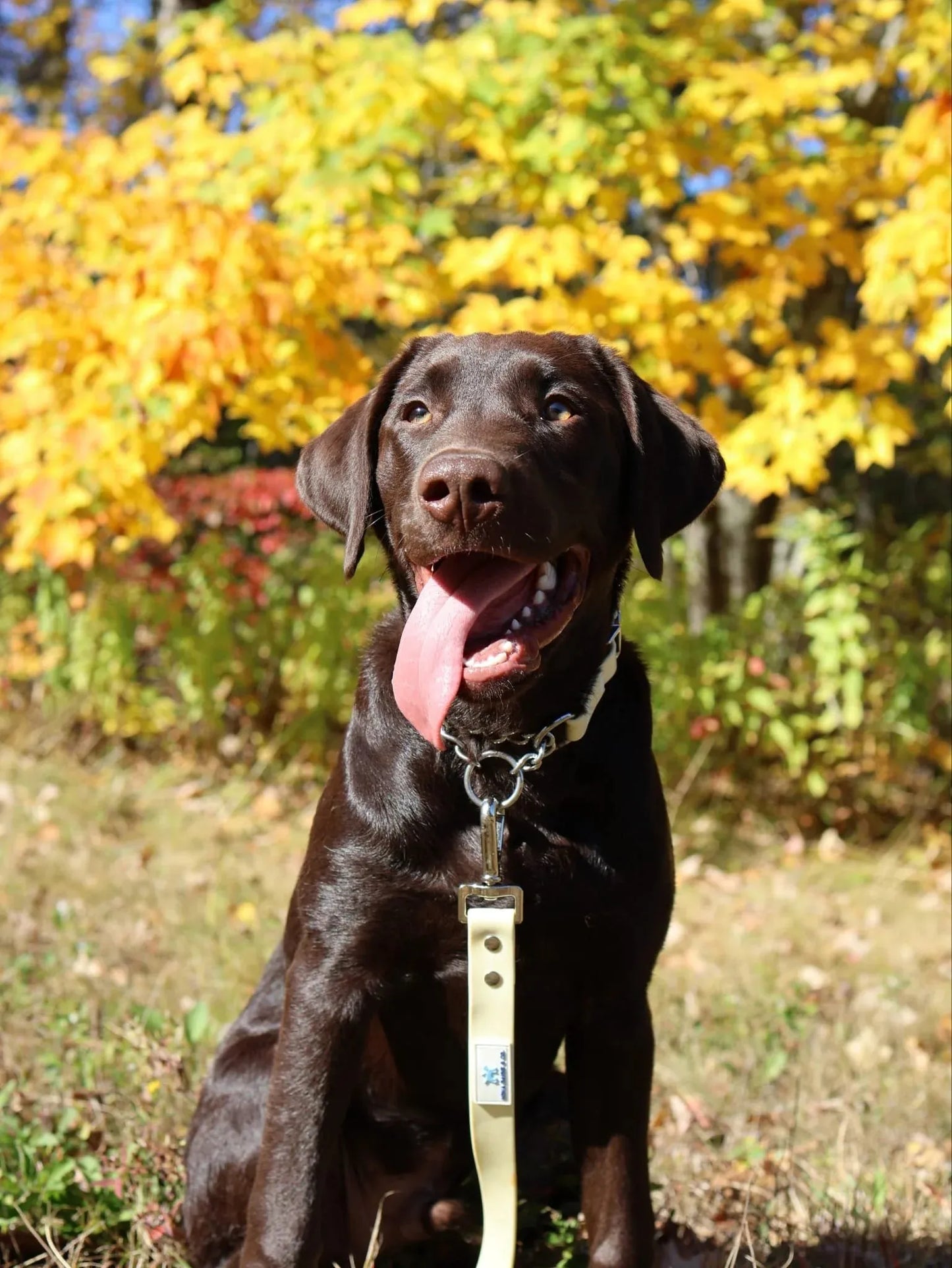 Lemon Leash